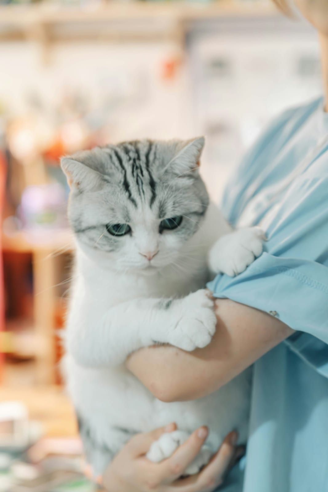Especialista em Gatos - Lider Vet