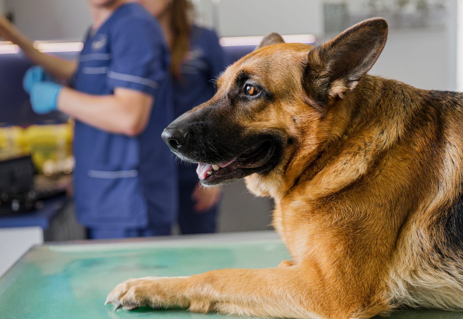 Nefrologia Veterinária - Lider Vet