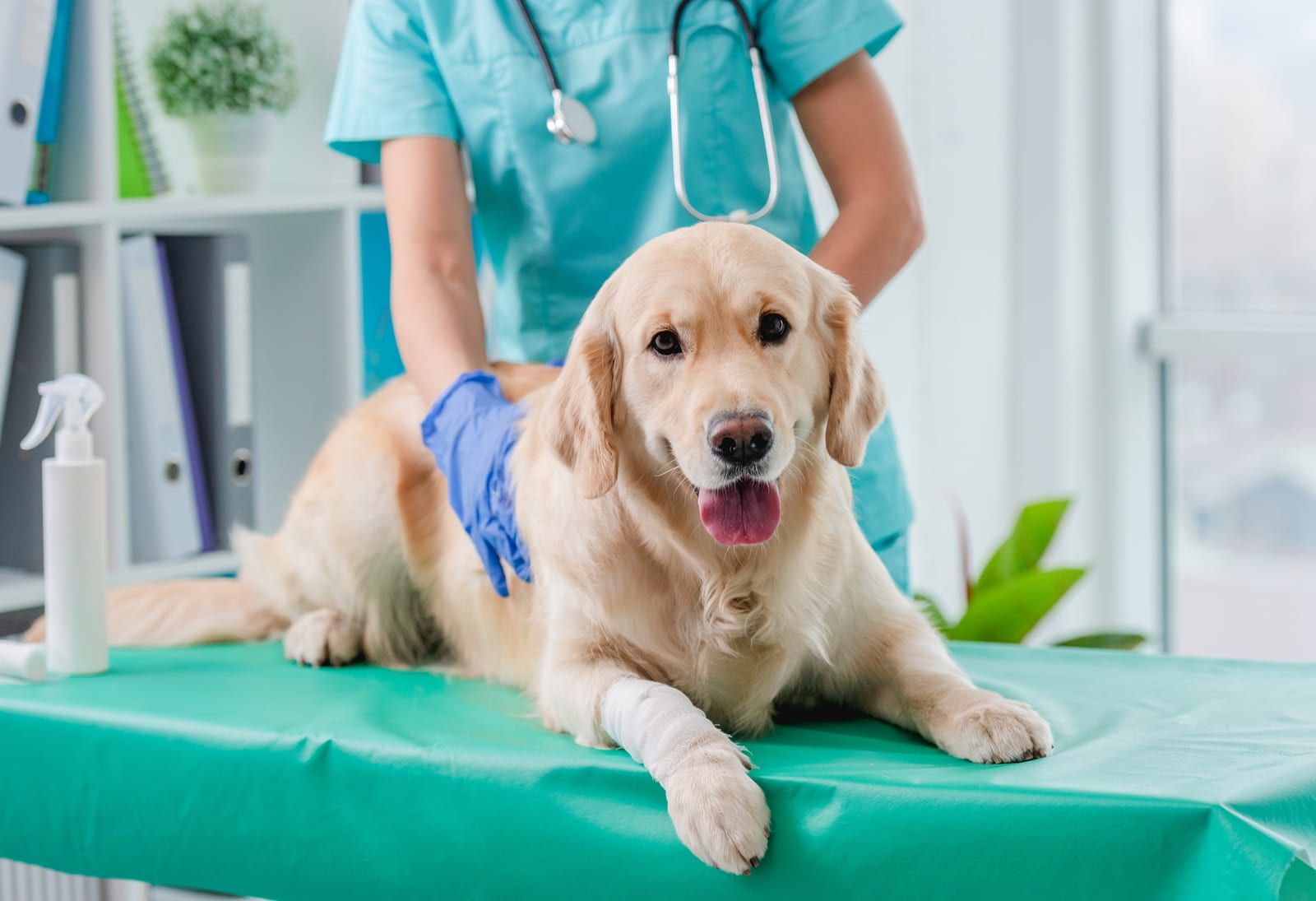 Ortopedia Veterinária - Lider Vet